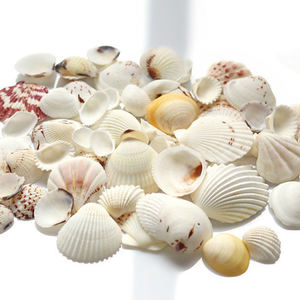 Origine de coquillage au vietnam mer plage du vietnam prêt à expédier en gros à l'exportation - Product Image 1