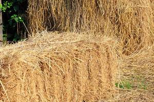 Equipo confiable contemporáneo para la fabricación de paquetes de paja cuadrados medianos estilo seco; Parte completa para uso agrícola y alimentario - Product Image 5