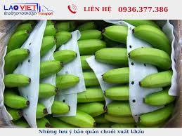 BANANE CAVENDISH VIETNAMIENNE DE HAUTE QUALITÉ DU MEILLEUR EXPORTATEUR DU VIET NAM - Product Image 6
