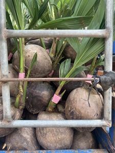 Árbol de cocotero precio más bajo producto vietnamita - Product Image 3