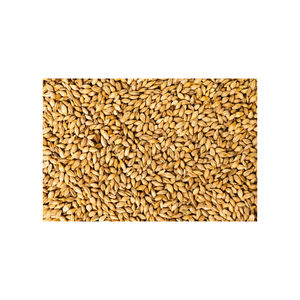 Approvisionnement en gros de grains d'orge à des prix d'usine compétitifs - Product Image 5