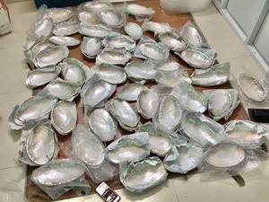 Bandeja de joyería de lujo para decoraciones de Ramadán, placa de concha decorativa para madre de perla, placa de cargador de Ramadán Mubarak, fábrica de Vietnam - Product Image 6