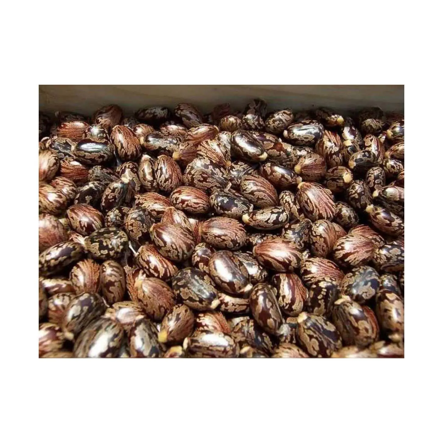 Semillas de ricino baratas de alta calidad/aceite de ricino natural barato de alta calidad a la venta