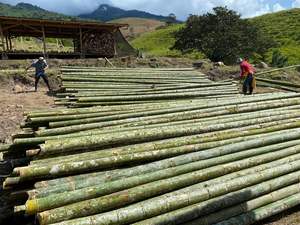 Poteaux de bambou traités thermiquement pour l'utilisation de mur et de décoration de toit de maison - Product Image 2