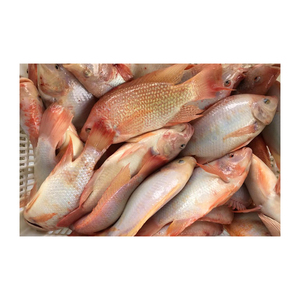 Selección superior de tilapia roja congelada, ofrecida a precio de descuento para compradores comerciales a gran escala. - Product Image 3