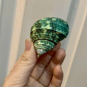 Conchas de mar naturales grandes al por mayor, conchas de Caracol de mar, conchas de vieira blancas para decoración, listas para exportar desde Vietnam - Product Image 1