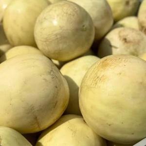 Melons de miel frais de qualité supérieure, grade d'exportation classe I, 12%+ de Brix élevé, chair verte douce, vente en gros directe - Product Image 3