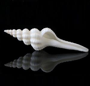 Coquillages de plage de qualité supérieure et types variés pour la décoration, les projets artistiques, l'aménagement paysager, l'aquarium ou l'emballage de cadeaux - Product Image 6