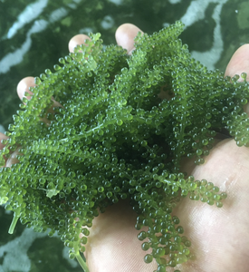 Algas de Mar de Vietnam (Caulerpa Lentillifera) para Ensaladas, Sushi, Ingredientes de Comida Fresca, Uso en Restaurantes y Cafés - Product Image 1