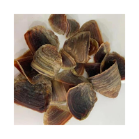 Nouvelle arrivée Coquille de Murex Operculum noire polie Coquillage Murex Operculum Escargot Murex