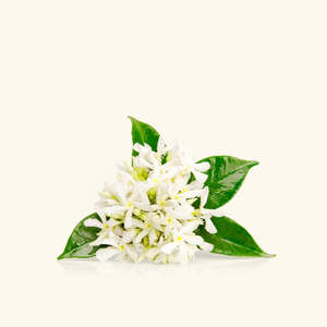 Aceite Esencial de Neroli 100% Puro, Cosmético, con Frankincienso, Naranja Dulce, Mirra, Pomelo, Geranio, Sándalo, Vetiver, Hinojo y Pino - Product Image 1