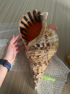 Triton Shell a la venta Big Amonite Triton Shell para decoración, Trompeta pulida Seashell exportación a granel limpia y lista para enviar - Product Image 4