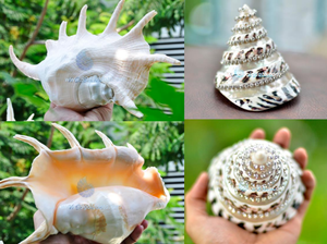 Concha de Caracol Natural de Vietnam para Manualidades y Decoración - Product Image 3