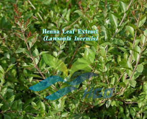 HGO Fournisseur direct d'usine d'extrait pur de feuille de henné naturel (Lawsonia inermis) Spécification de qualité alimentaire Ratio d'extraction 10:1 - Product Image 4