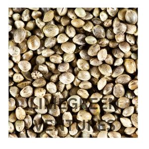 Semillas de Cáñamo Orgánicas de Doble Lengua, Superalimento Crudo, Alto en Proteínas para Nutrición, 12 Meses de Duración, Limegreen Ventures Tamilnadu - Product Image 6