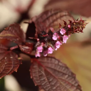 Ampolla de Hoja de Perilla Frutescens, Suero Hidratante con Ácido Hialurónico, ODM/OBM, Formulado en Corea - Product Image 5