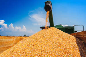 Maíz orgánico amarillo dulce tipo blanco para alimentación animal estilo seco - Product Image 2