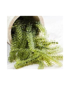 ETIQUETA LIMPIA A BASE DE PLANTAS DE UVA DE MAR ALIMENTO ENTERO PARA APOYO INMUNE NATURAL Y EQUILIBRIO DE BIENESTAR DIARIO - Product Image 1