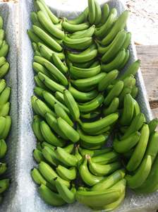Qualité Premium-Fesh Green Cavendish Banana à vendre-Bananes fraîches naturelles Nouvelle récolte-exportation de fruits frais dans le monde entier - Product Image 4