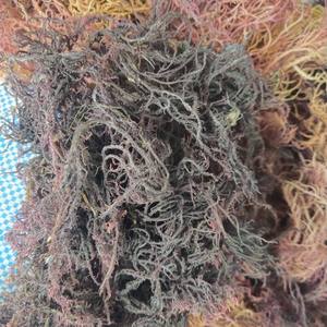 Algues marines blanches séchées de qualité supérieure du Vietnam, Eucheuma Cottonii, algues irlandaises dorées Spinosum, sauvages, en vrac, marque personnalisée d'usine - Product Image 2