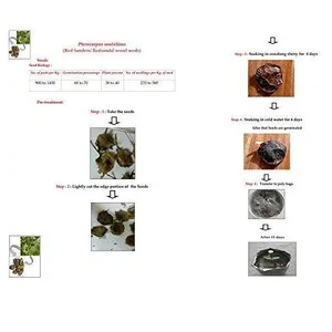 ดอกไม้แห้ง RK - เมล็ดไม้จันทน์แดง RK เมล็ดพืชพันธุ์ Pterocarpus Santalinus ที่ผ่านกระบวนการผลิตแล้ว - Product Image 3