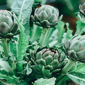 Extracto seco de hoja de alcachofa de calidad superior Precio directo de fábrica natural Extracto seco de hoja de alcachofa (ácido clorogénico 0,7-0,8%) - Product Image 4