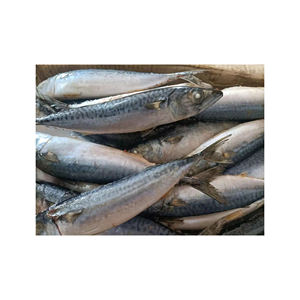 High quality frozen Pacific mackerel ready for <b>bulk</b> sale to distributors and retailers - Product Image 3