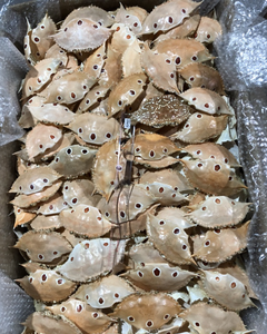 PREMIUM CRAB SHELL FOR <b>ANIMAL</b> <b>FEED</b> AND FERTILIZER - Product Image 3