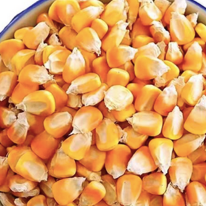 ควบคุมความชื้นข้าวโพดสีเหลืองแบบ non-GMO สำหรับการแปรรูปอาหารในรูปแบบสดและแห้งแช่แข็ง - Product Image 5