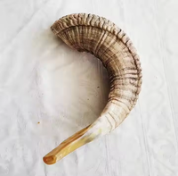 Corne de mouton de ramier naturelle de haute qualité, polie, artisanat moderne, toucher réel, application personnalisée, usage rituel, artisanat en forme de croissant pour la boisson