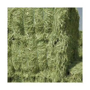 Heno de Rhodes al por mayor, pacas de alimento premium preparadas para distribución a granel - Product Image 1