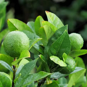 ยกระดับอาหารไทยของคุณด้วยใบมะนาวเพื่อรสชาติที่แท้จริง - Product Image 1