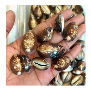 Coquille de cauris jaune, noir, gris, blanc, utilisée dans la décoration artisanale par Vietnam 99 Gold Data, exportateur de coquilles de cauris - Product Image 6