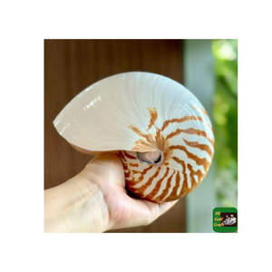 Nautilus Shell para arte de inspiración marina y proyectos de decoración Premium del proveedor de Vietnam 99 Gold Data - Product Image 1