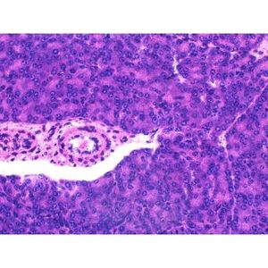 Portaobjetos de Microscopio Preparados: Corpuscles de Vater-Pacini del Páncreas de Mamíferos - Product Image 1