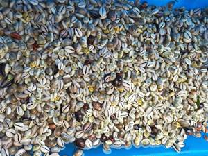 Conchas de cauri blancas pequeñas de Vietnam, superficie pulida natural, secado limpio y vacío, material artesanal de exportación perfecto - Product Image 2