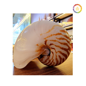 Exportador de conchas Nautilus pulidas | Impresionantes conchas blancas y plateadas para decoración, joyería y exhibición de regalos - Product Image 6