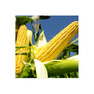 ข้าวโพดเหลืองปลอดจีเอ็มโอ โปรตีนสูง ตากแห้ง ธรรมชาติแท้จากบราซิล อายุการเก็บรักษา 2 ปี ขายส่ง - Product Image 3