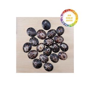 Venta al por mayor de conchas de Lapa, oferta a granel para accesorios artesanales y decoración del hogar con calidad superior y precio asequible - Product Image 1