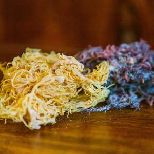 <b>DRIED</b> GOLDEN SEA <b>MOSS</b> / NATURAL WELLNESS / CLEAN LABEL / PLANT ORIGIN - Product Image 3