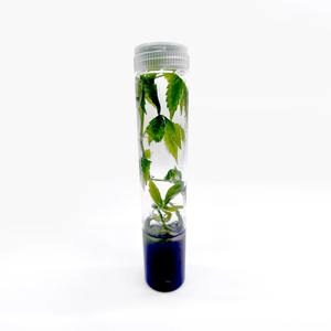 Tubes à essai en verre stériles autoclavables de laboratoire avec bouchon pour la culture de tissus végétaux - Product Image 6