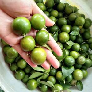 คุมควอตสดเวียดนามรสเปรี้ยวเย็นผลไม้อินทรีย์สดเวียดนามส่งออกจํานวนมาก - Product Image 5