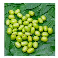 Graines de neem à double langue de haute qualité Qualité d'exportation 12 mois Durée de conservation Emballé en vrac Approvisionnement en gros Inde Agriculture mondiale