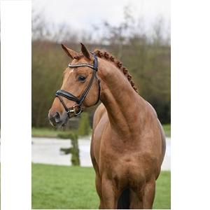 Venta al por mayor de alta calidad de cuero de caballo Brida de cuero de caballo Precio al por mayor Brida de cuero de caballo 2018 Venta caliente - Product Image 4