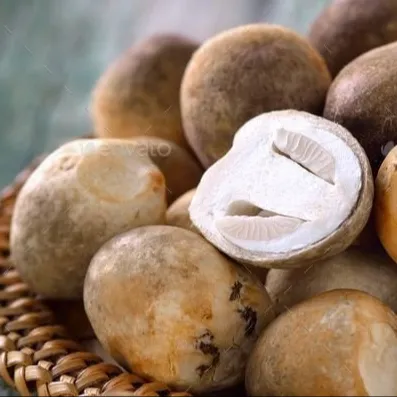 Vietnamees Eten | Rauwe Mushrom Ingeblikt 100% Verse Champignons Van Hoge Kwaliteit