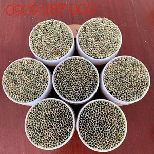 หลอดหญ้าสีเขียวจากเวียดนามย่อยสลายได้เป็นมิตรต่อสิ่งแวดล้อม - Product Image 2