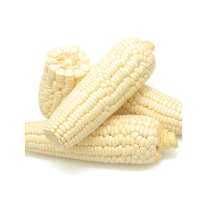 Maíz Blanco Premium disponible para venta al por mayor con gran demanda en el comercio minorista y la reventa - Product Image 2