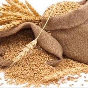 Aislado de Proteína de Extracto de Semilla de Cebada de Alta Calidad 80% en Polvo, Sin OMG, Vegano, para Nutrición Deportiva, Barras Energéticas, Grado Alimenticio - Product Image 1