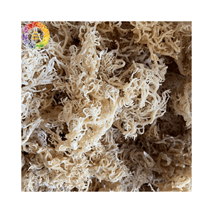 Musgo de mar dorado seco sin sal de primera calidad, algas marinas de musgo irlandés para gel de seamoss, algodón Eucheuma salvaje, bolsa de 25kg a granel - Product Image 4