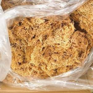 100% musgo de mar natural/algas secas de proveedor de Vietnam/alta calidad y buen precio - Product Image 5